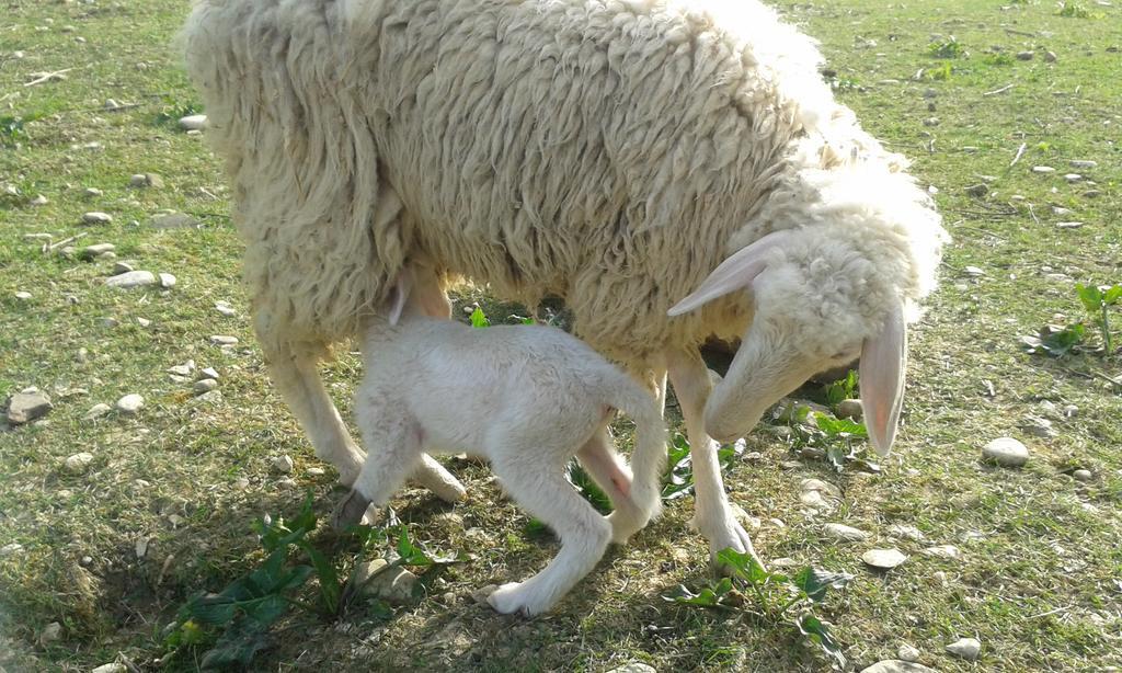 Agriturismo Lucciano ซานกัสชาโน อิน วัลดีเปซา ภายนอก รูปภาพ