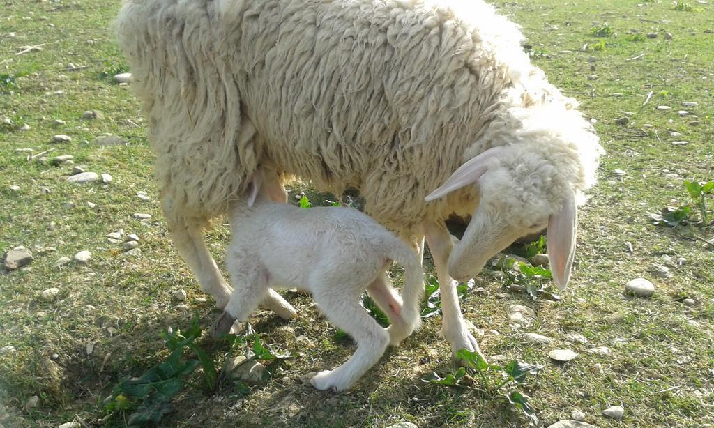 Agriturismo Lucciano Villa ซานกัสชาโน อิน วัลดีเปซา ภายนอก รูปภาพ